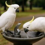 シドニーのストリートスマートなコカトリスがバイラルに：公共の飲水器を利用する鳥たちの天才的な展示